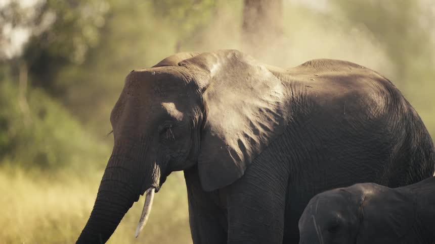 Adult elephant takes a dirt bath using its trunk and ears while standing on the savanna