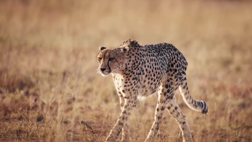 A cheetah walking in the grass of a savannah and she is attentive