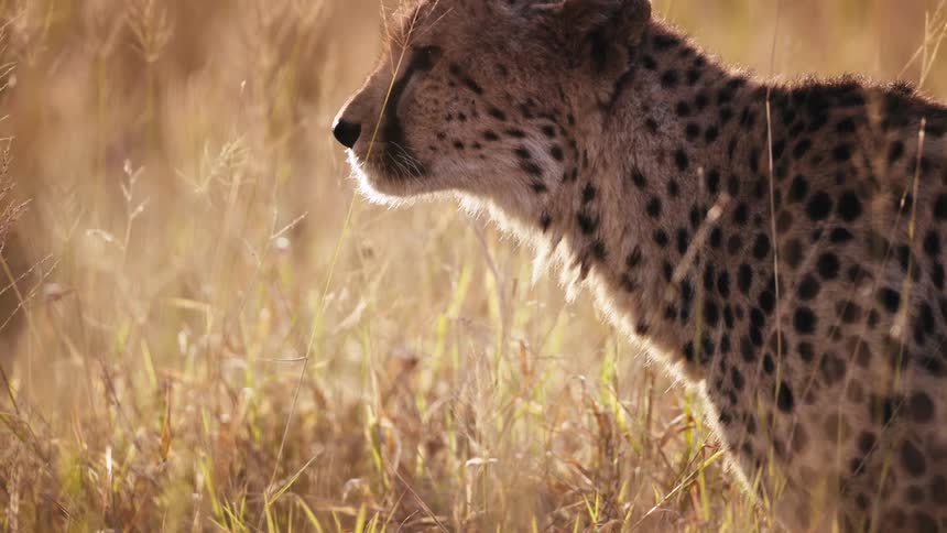 Jaguar raising its head in the middle of the jungle