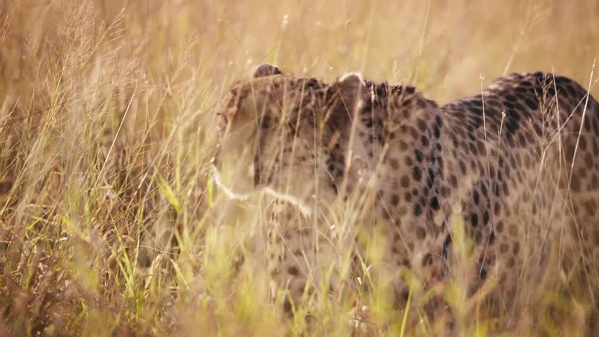 A cheetah stalks in the tall grass