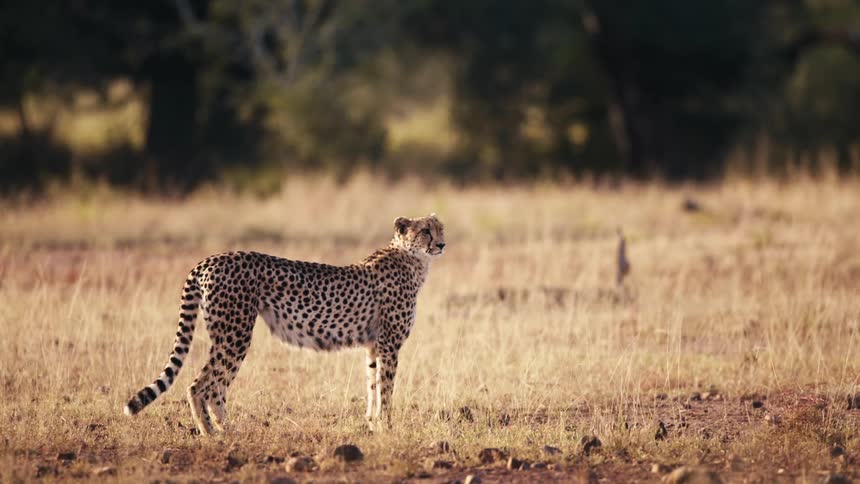 Jaguar looking sideways in a field in the jungle