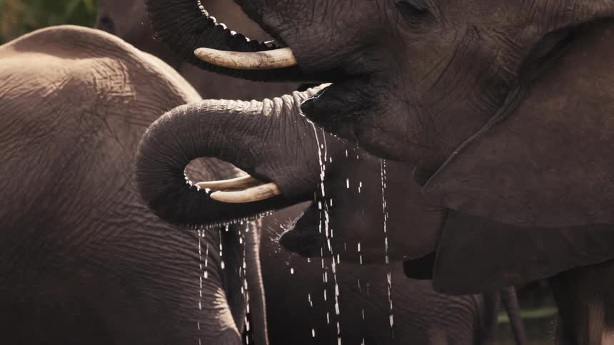 Elephants of different sizes drinking water