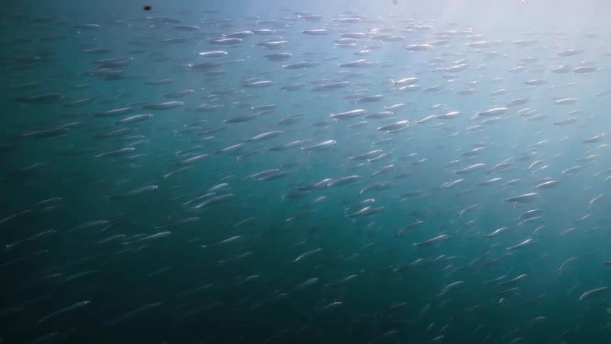 Sunlight shining into the water onto a large school of swimming fish highlights them