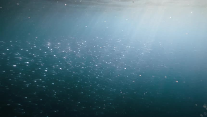 School of fish in the ocean with sun reflection