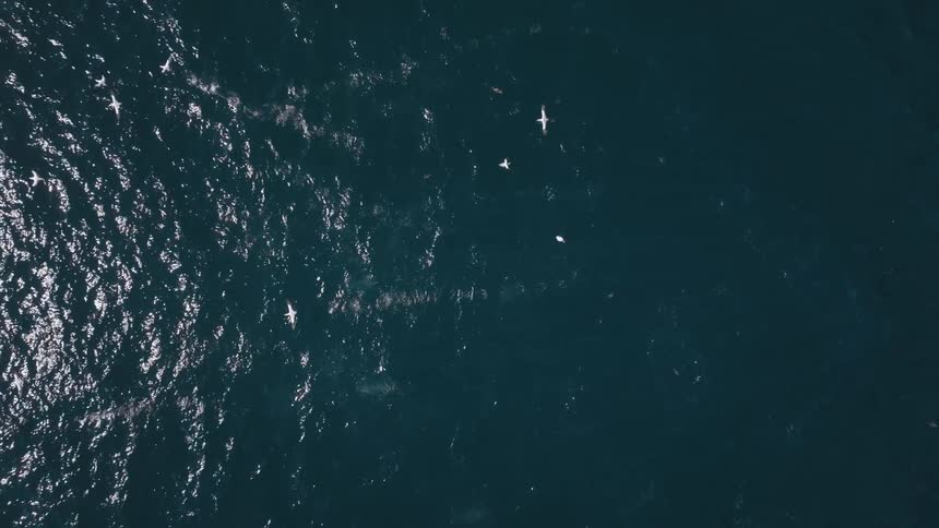 View from above of a vast blue ocean and seagulls flying