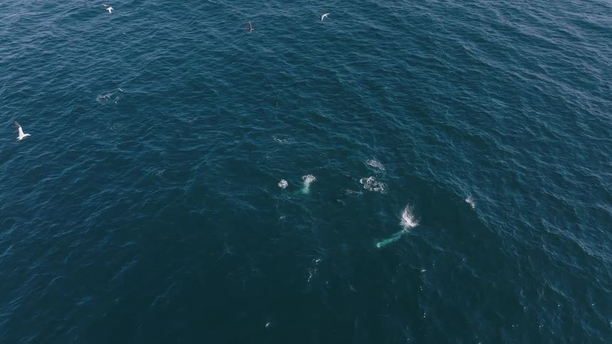 Seagulls diving into the ocean