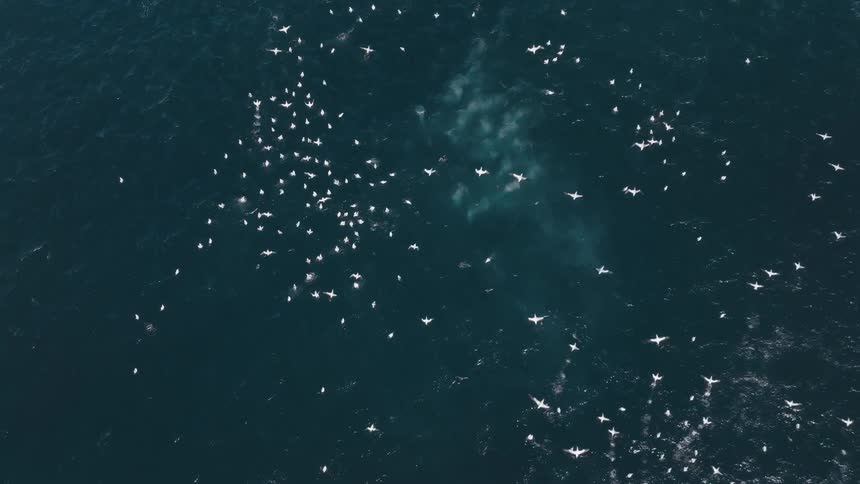 Several white birds flying over the blue sea