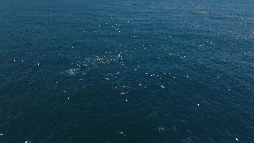 Aerial view of seagulls near the ocean surface