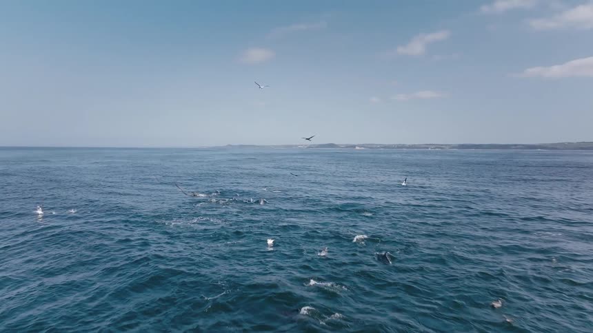 A group of dolphins swim in the ocean while seagulls fly overhead