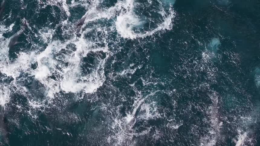 Group of dolphins swimming close to the surface of the ocean with seagulls passing by and flying overhead