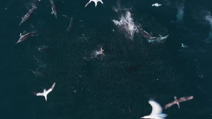 Birds fly over the swimming dolphins