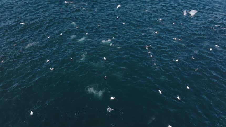 White birds heading towards the sea hunting fish