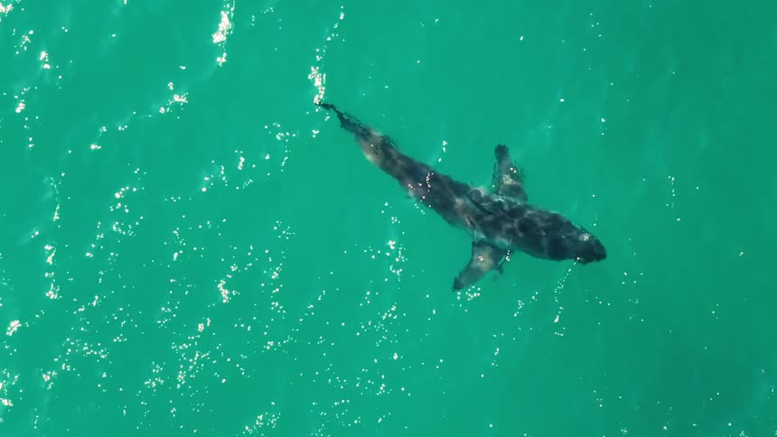 The marine life is swimming under the surface of the water