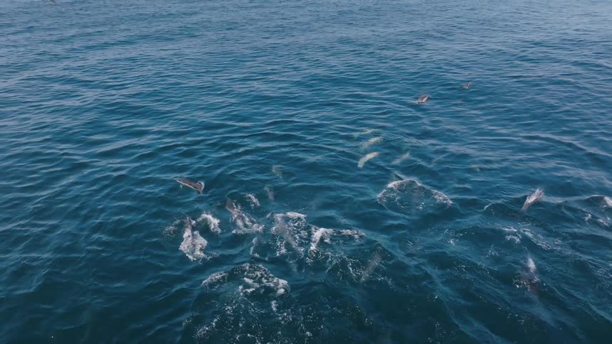 Pod of dolphins swims through the ocean together as bird fly overhead