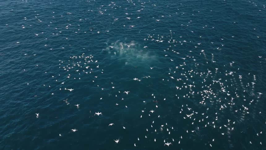 A flock of white seagulls flying over a group of dolphins underwater
