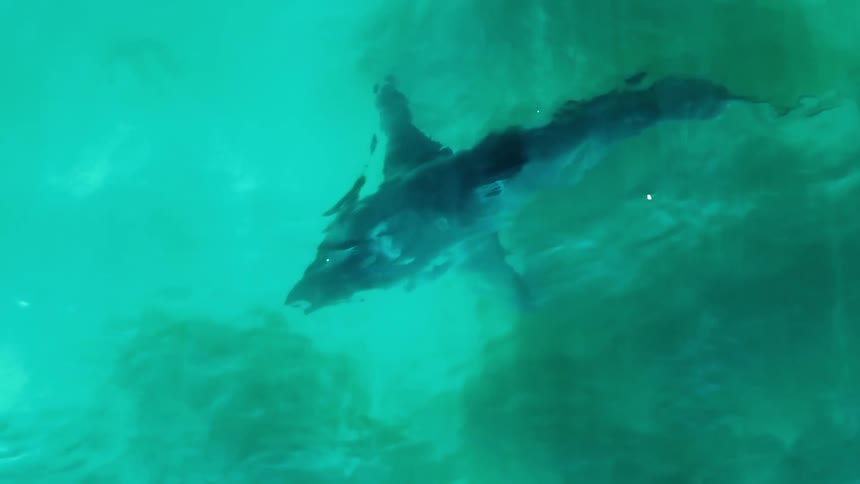 Top view of a shark and a turquoise blue ocean