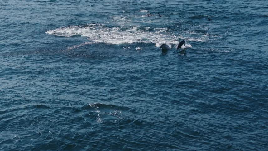 A pod of dolphins playfully jump out of the water as birds circle overhead