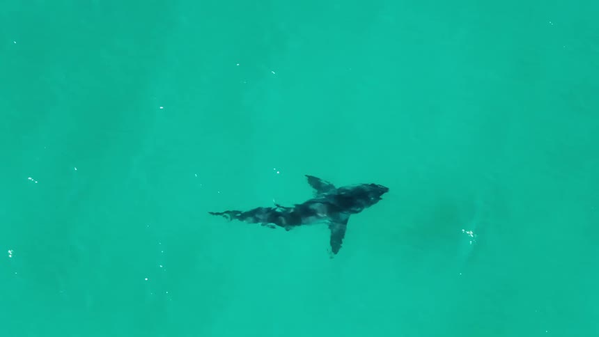 A large marine animal swimming underwater in greenish water