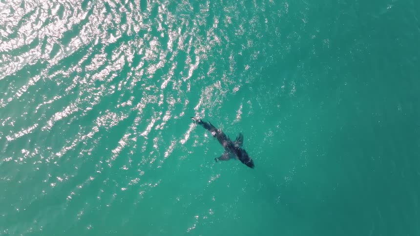 Top view of a shark swimming in an ocean with clear waters