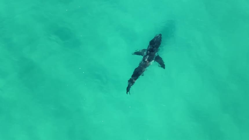 A dolphin is under the surface of the water