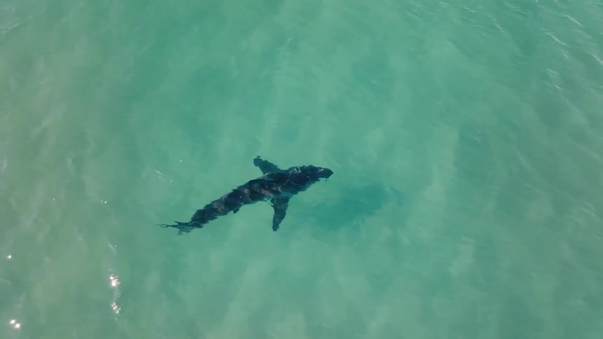 A large shark slowly and calmly swims in crystal clear ocean water