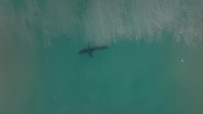 Top view of a shark swimming in the ocean and a wave passing by