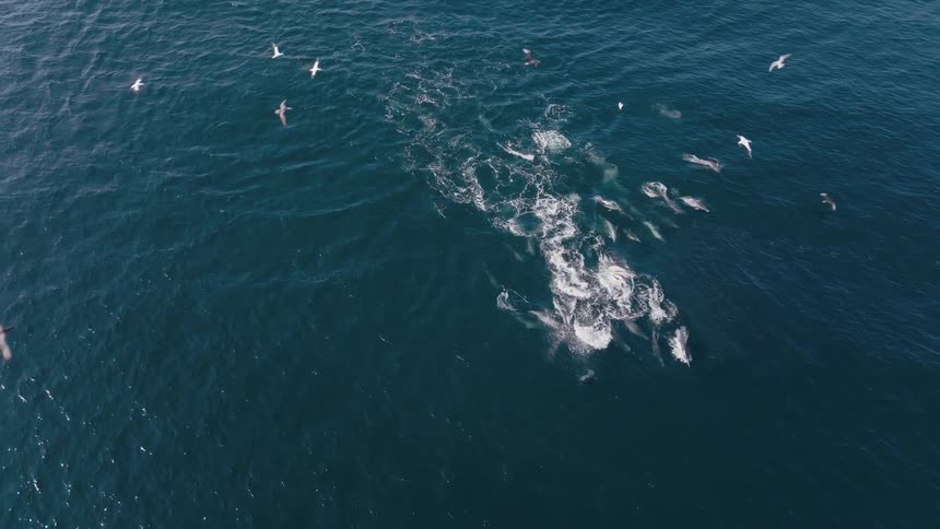Aerial view of birds flying over a pod of dolphins swimming in the ocean