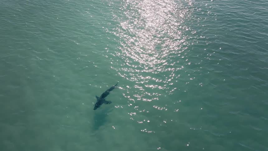 Large shark swimming near the surface in coastal waters casts a shadow onto the seafloor