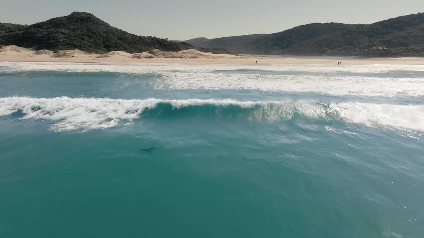 Shark near the edge of a beach
