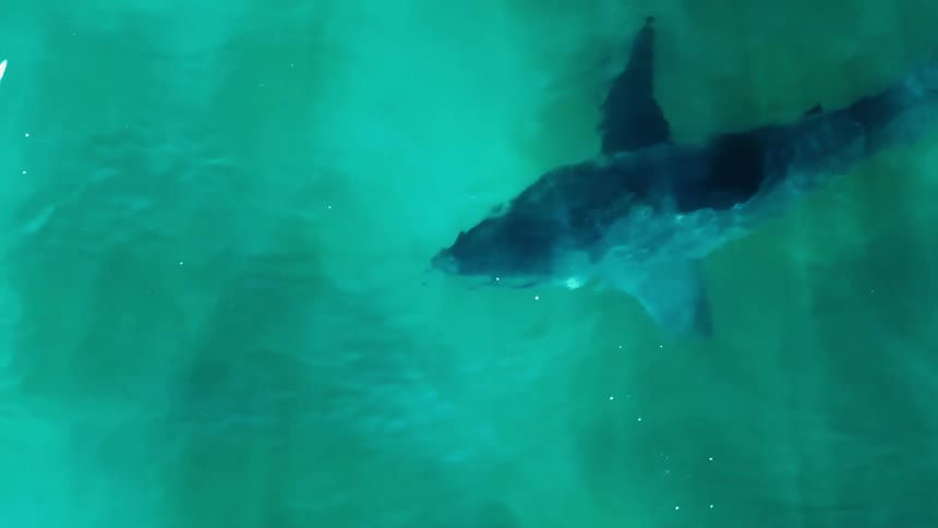 A shark floats in the water