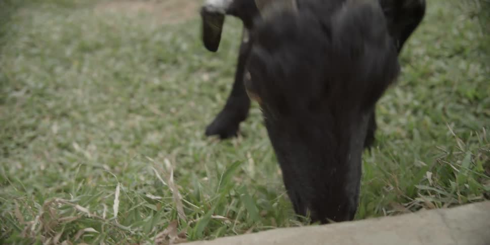 A goat is eating some grass