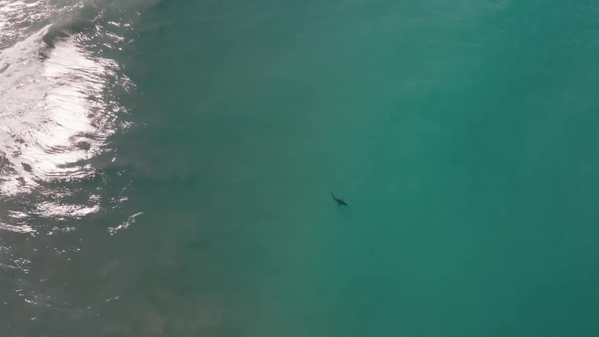 Large shark swims through coastal waters as a large wave rolls across the surface of the ocean