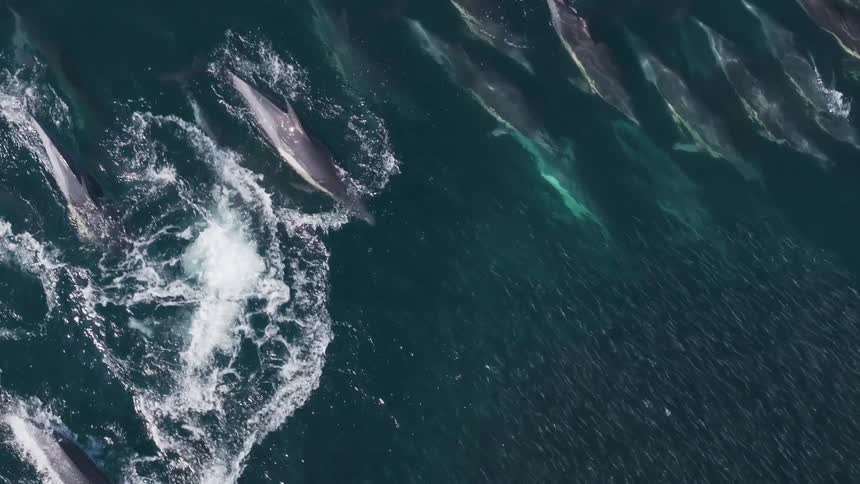 A large group of dolphins travel in the ocean