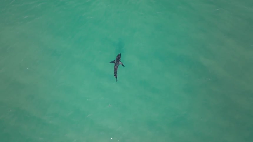 A shark swimming in the waters of a greenish ocean
