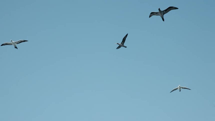 Some birds flying against a clear blue sky