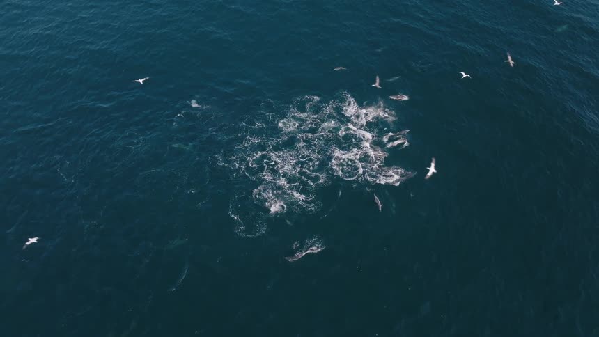 White seagulls flying above a pod of dolphins