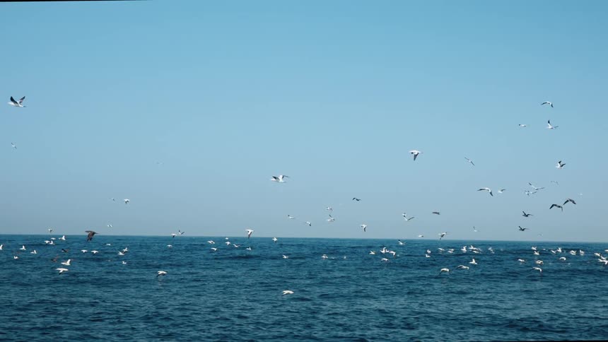 Flock of white birds flying together across the ocean