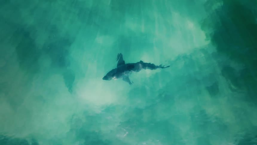 A shark is swimming in greenish water with natural lighting