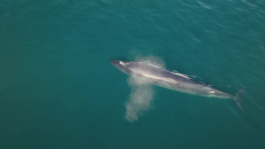 Lone whale spouts after surfacing before submerging again