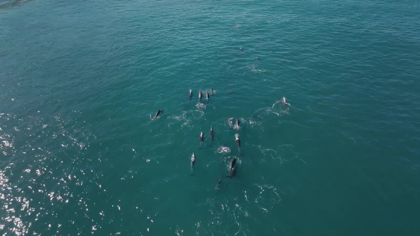 Aerial view of dolphins near the ocean surface
