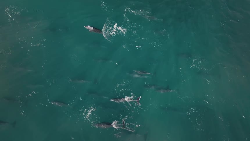 Dolphins diving and swimming in the ocean