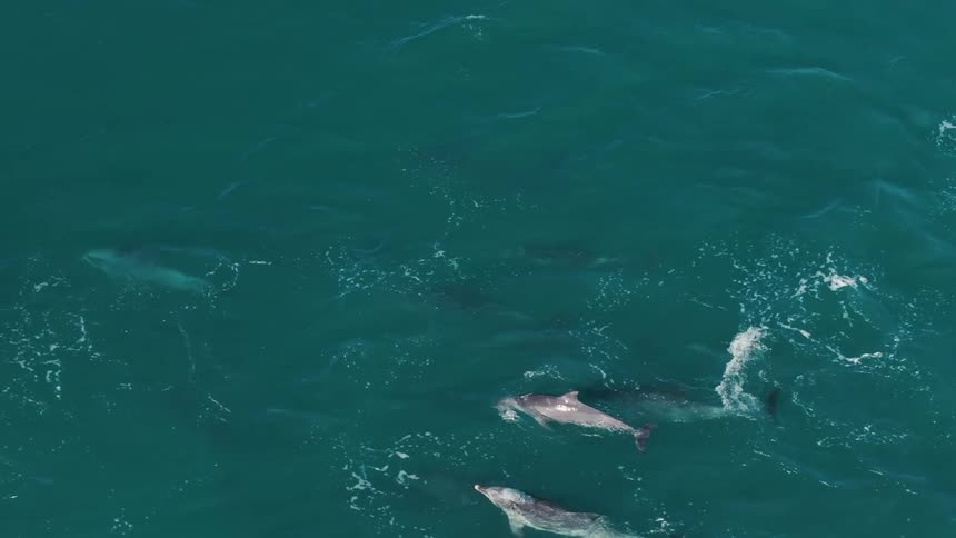 Dolphins swimming close to the surface of the ocean