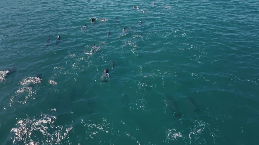 Pod of dolphins swims through blue ocean water briefly surfacing at intervals