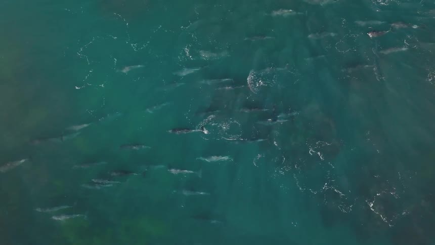 Pod of dolphins swims near the surface of the water occasionally surfacing