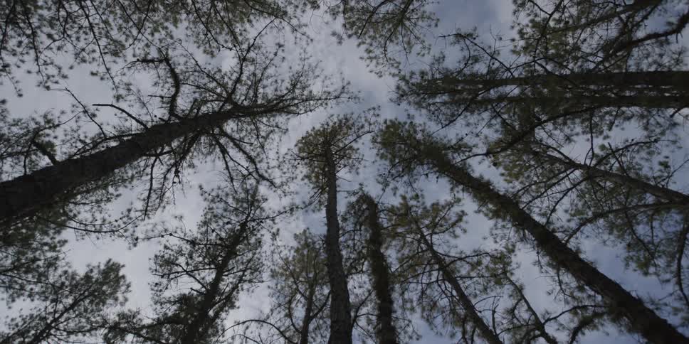 A view from the ground looking up at the tree tops