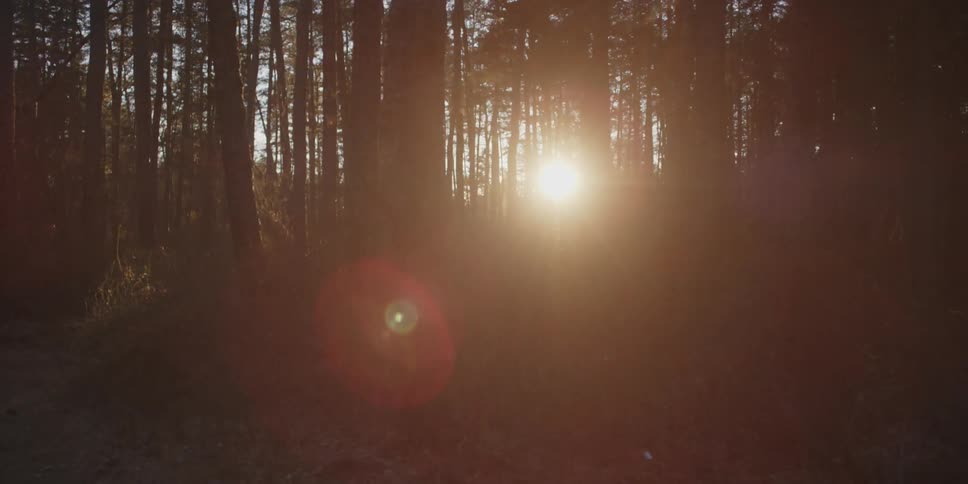 A forest with lots of trees as the sun goes down