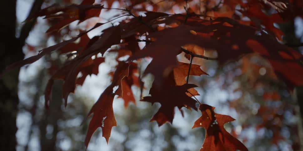 A view of red leaves on a tree in fall
