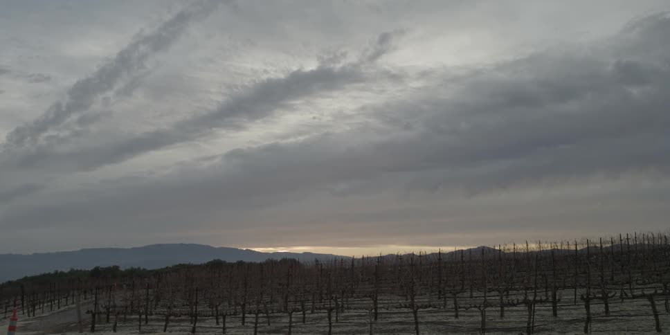 Clouds float over a vineyard at sunset