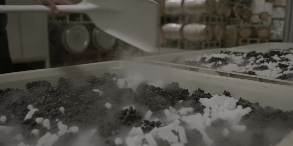 A worker scatters dried ice on top of fruit