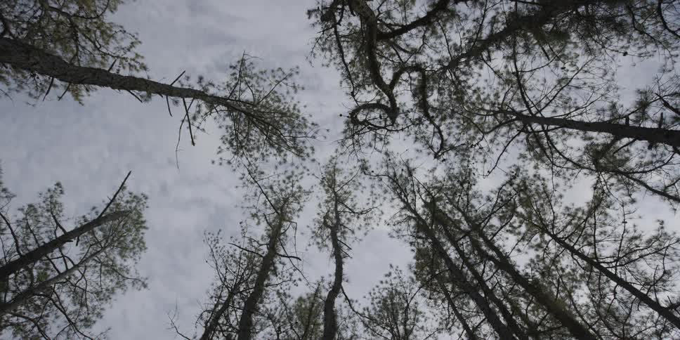 Tall trees sway in the breeze